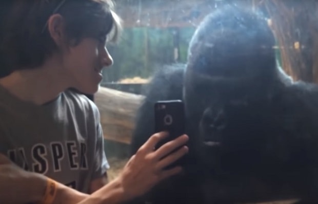 Un Chico Le Enseña Su Móvil A Un Gorila