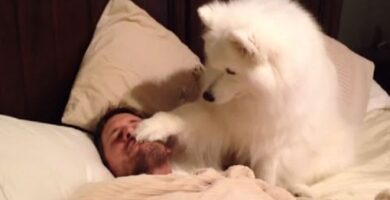 Vídeos De Perros Despertando A Sus Dueños