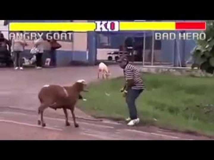 Cabra VS Humano