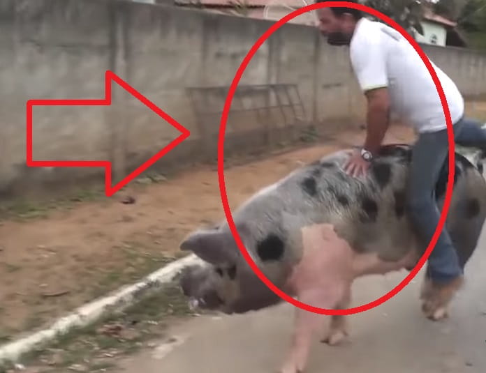 Hombre Montando Un Cerdo