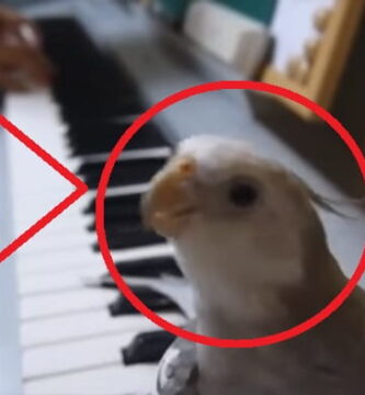 pájaro canta acordes de piano