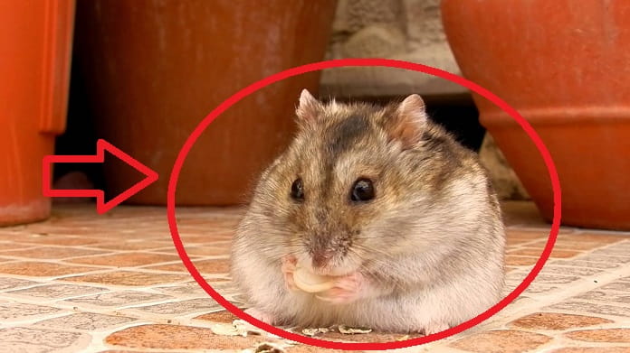 Hamster Comiendo Pipas