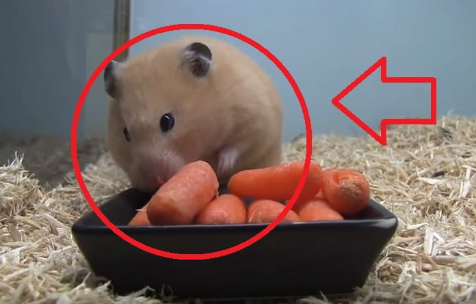 Hamster que come zanahorias